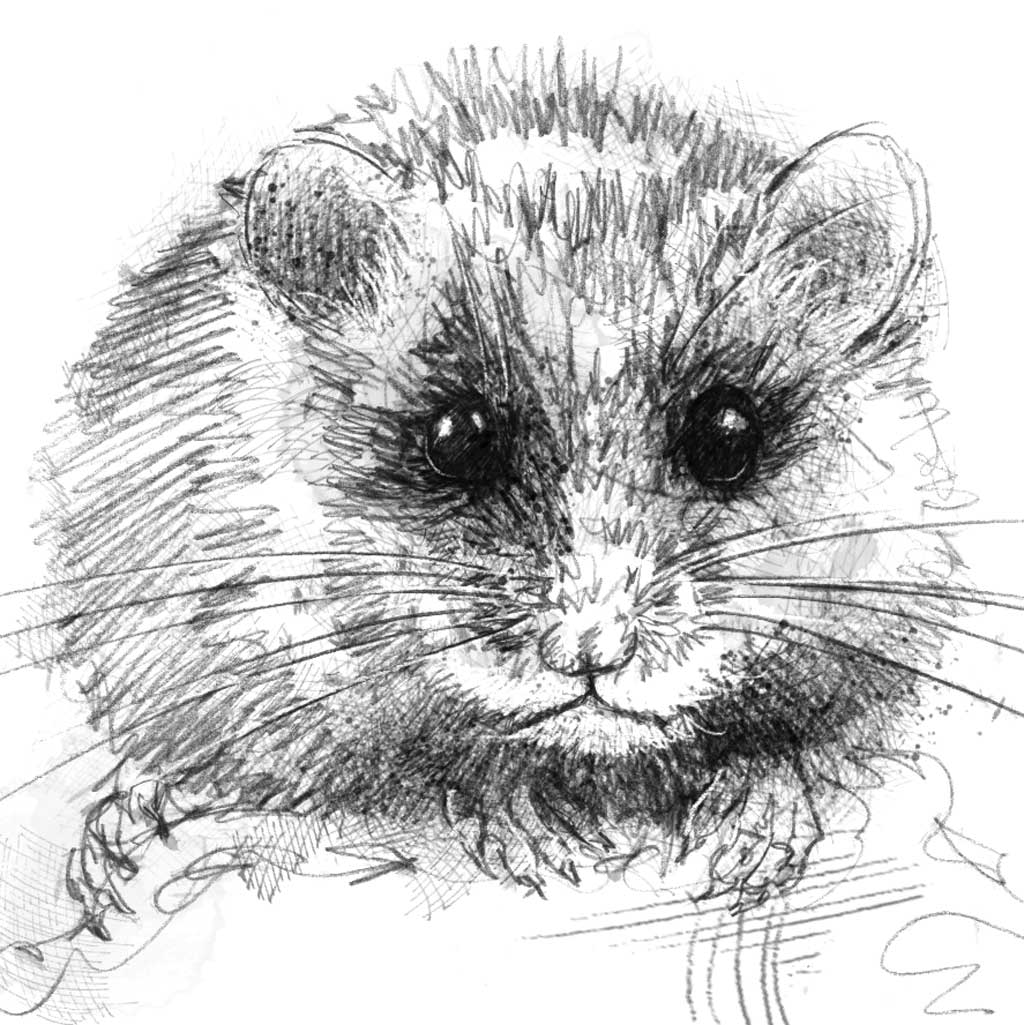 Hazel Dormouse - BW Sketch