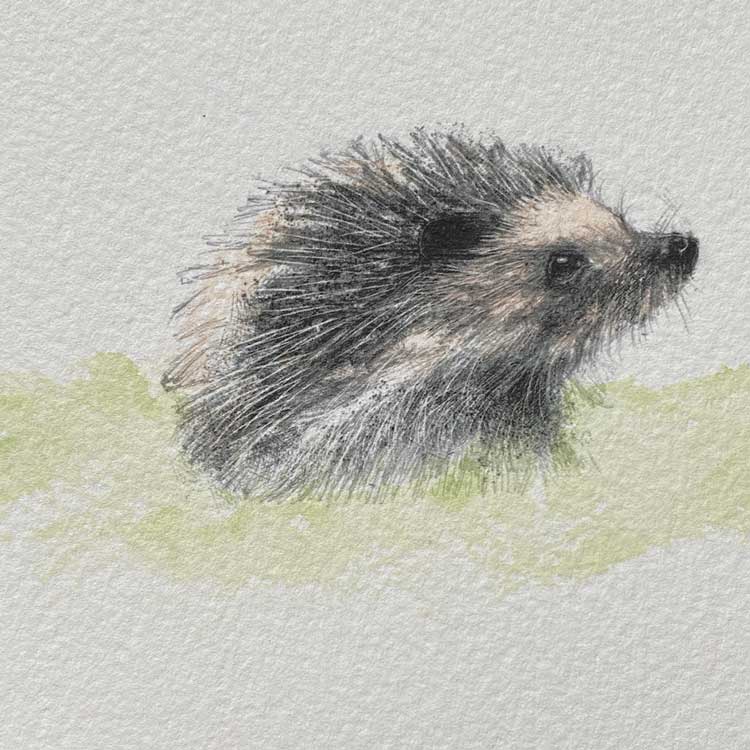 Hedgehog mini sketch