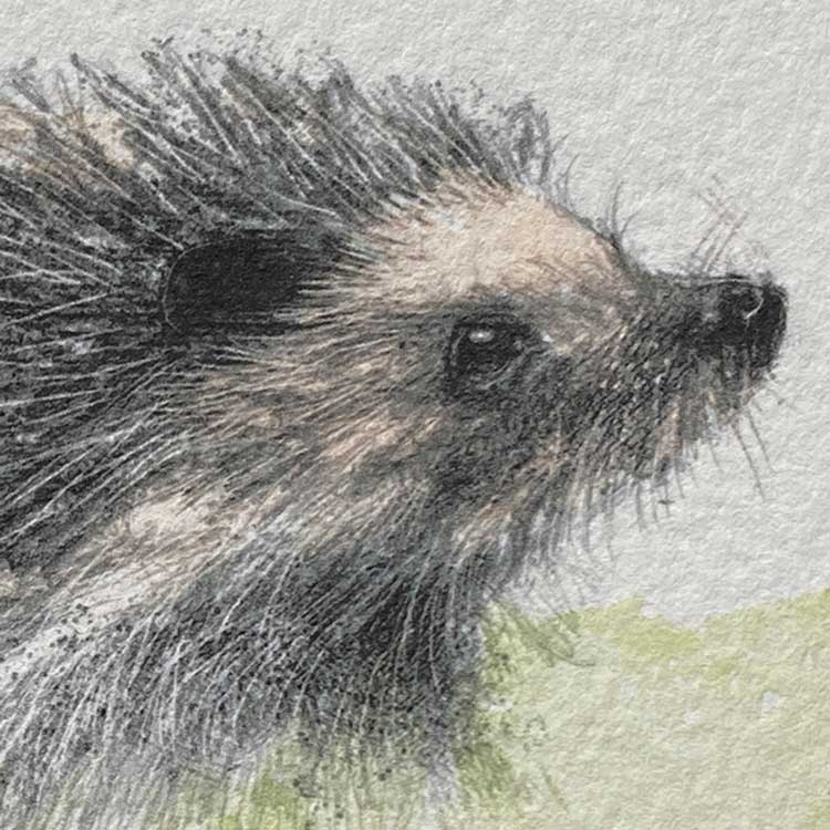 Hedgehog mini sketch