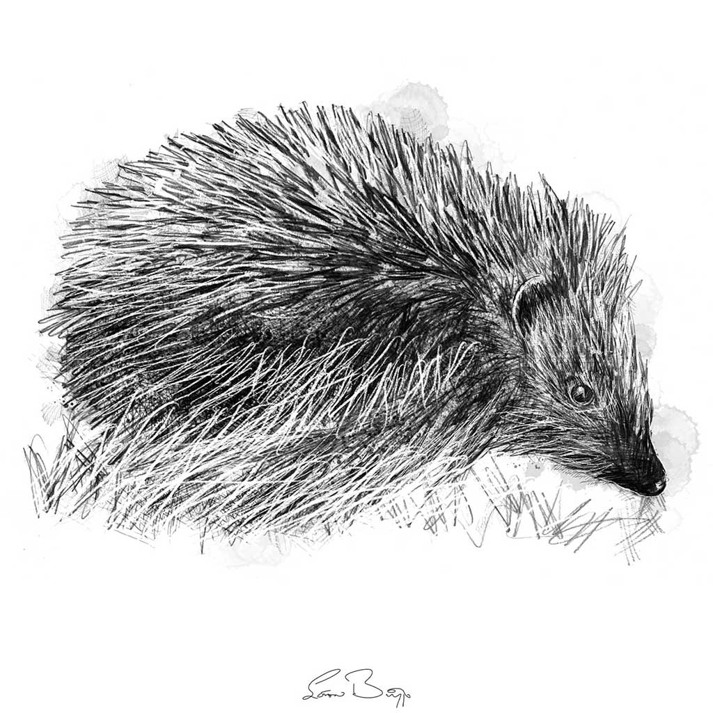 Hedgehog