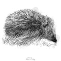 Hedgehog