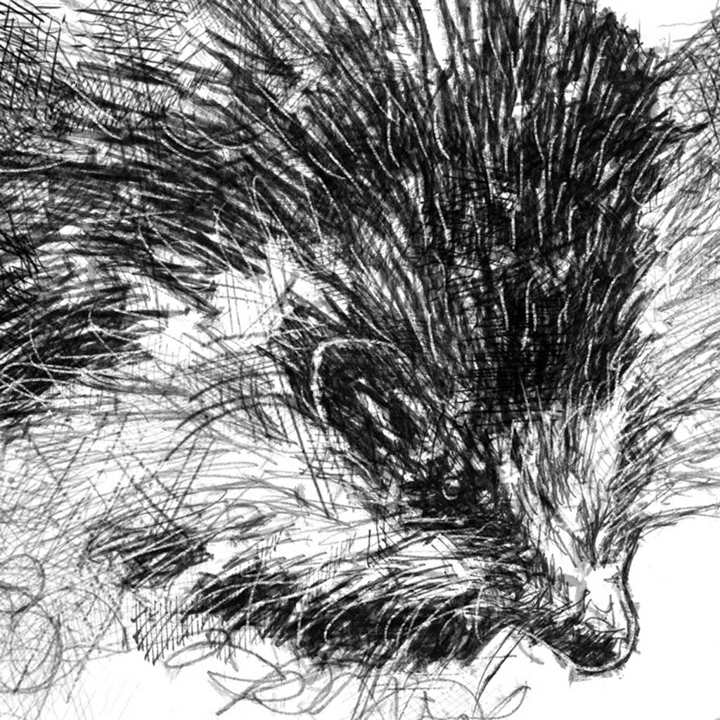 Hedgehog