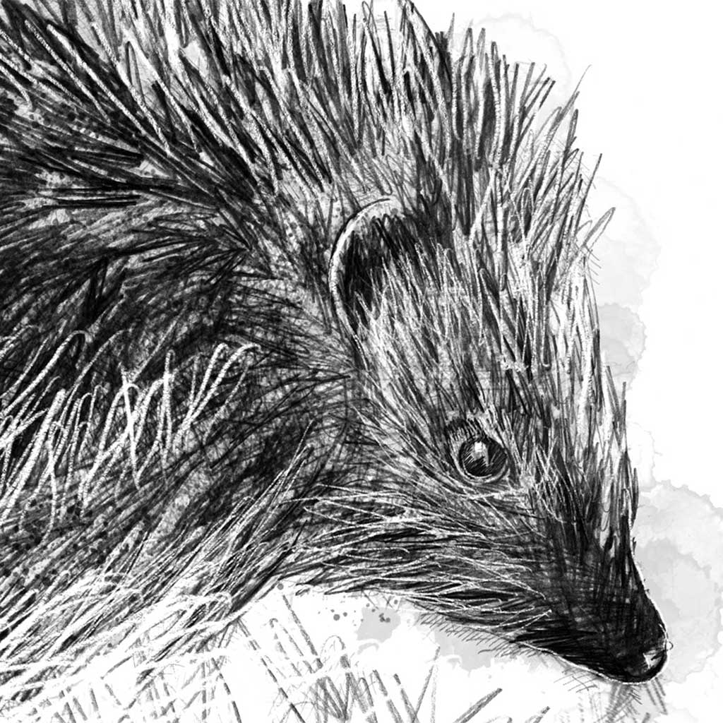Hedgehog