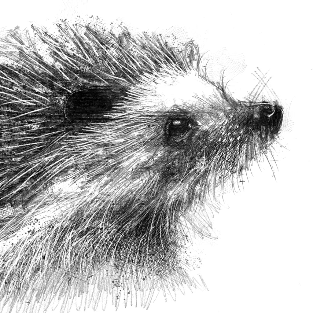 Hedgehog
