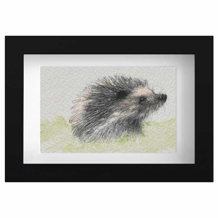 Hedgehog mini sketch