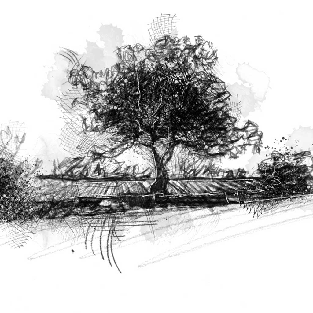 Hedgerow