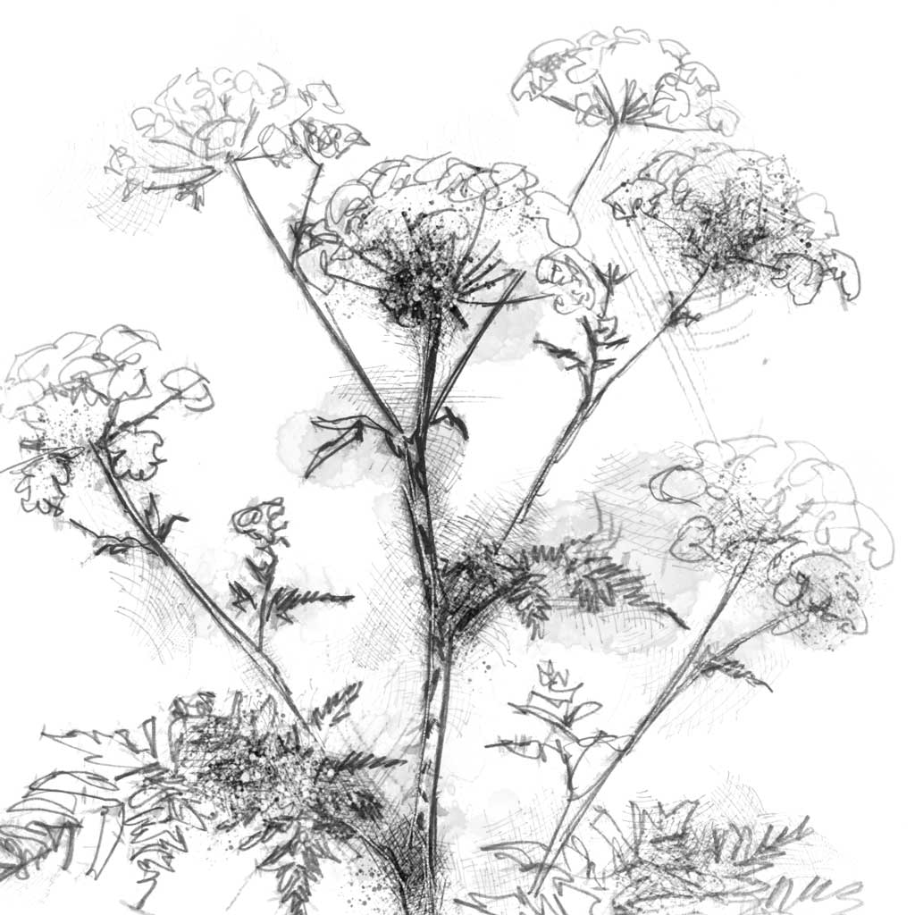 Hemlock - BW Sketch