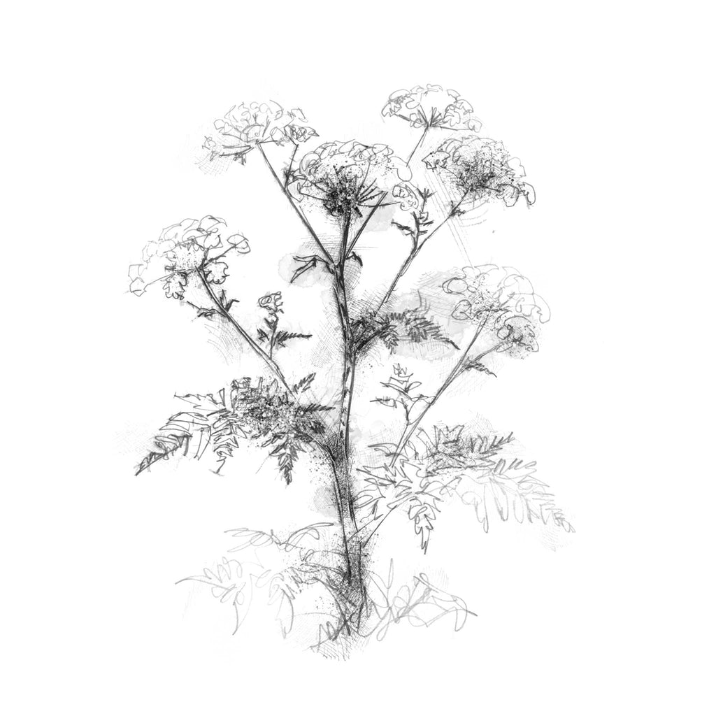 Black and white line drawing of a hemlock plant with flowers on a white background