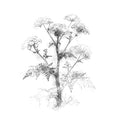 Black and white line drawing of a hemlock plant with flowers on a white background