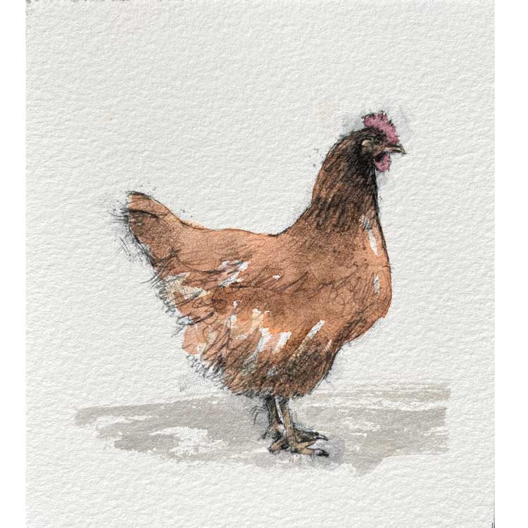 Red hen mini sketch