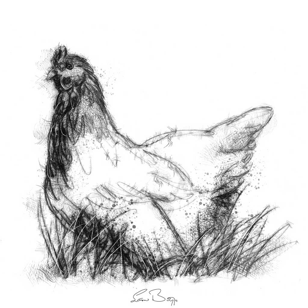 Little red hen
