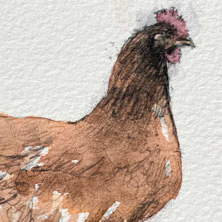 Red hen mini sketch