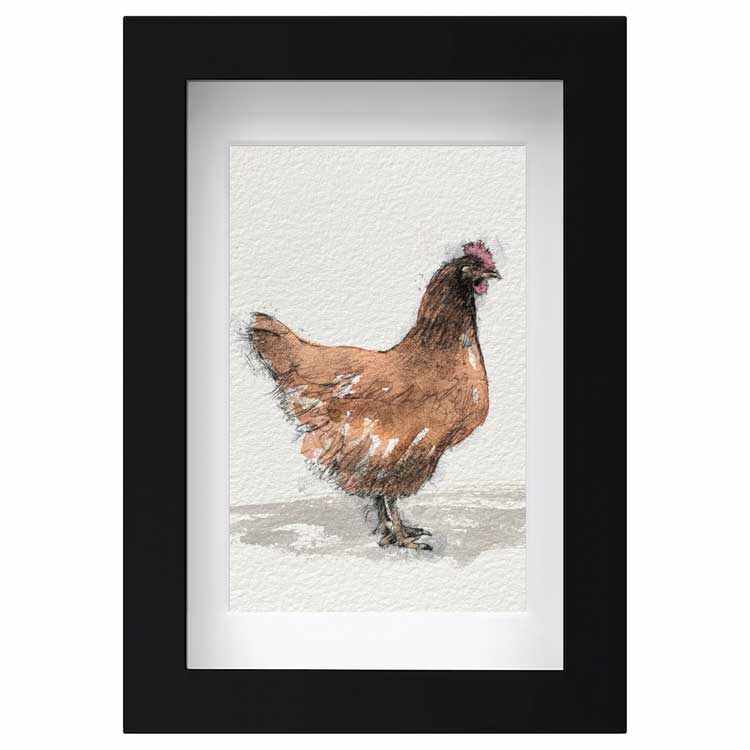Red hen mini sketch