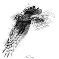 Hen harrier