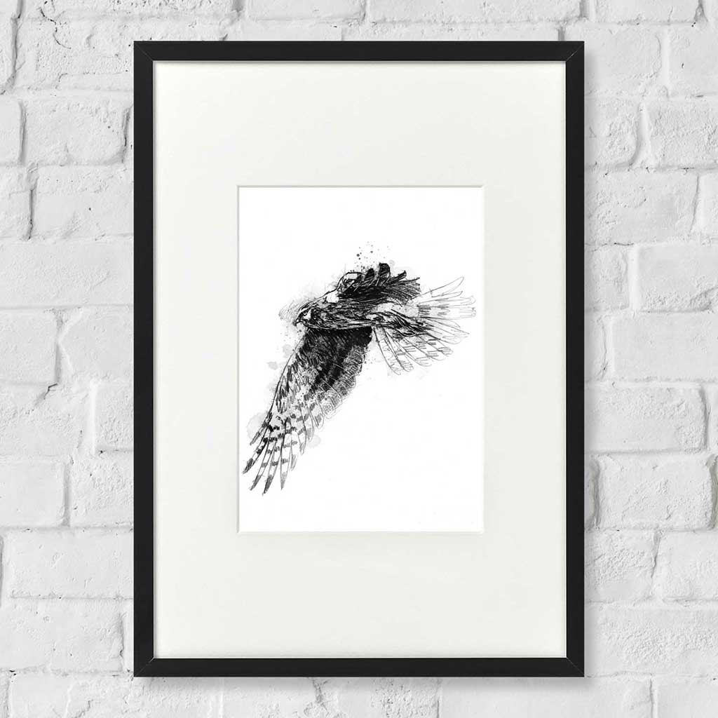 Hen harrier
