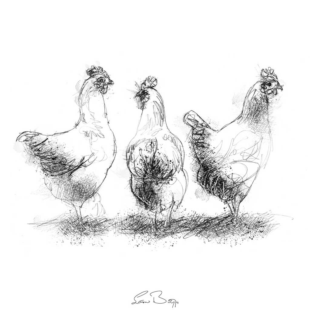 Three hens