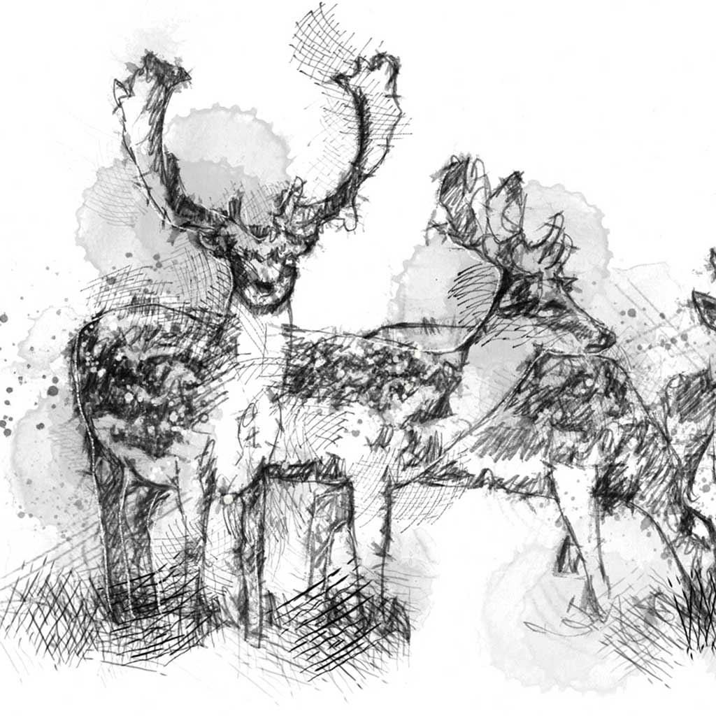 Fallow deer herd