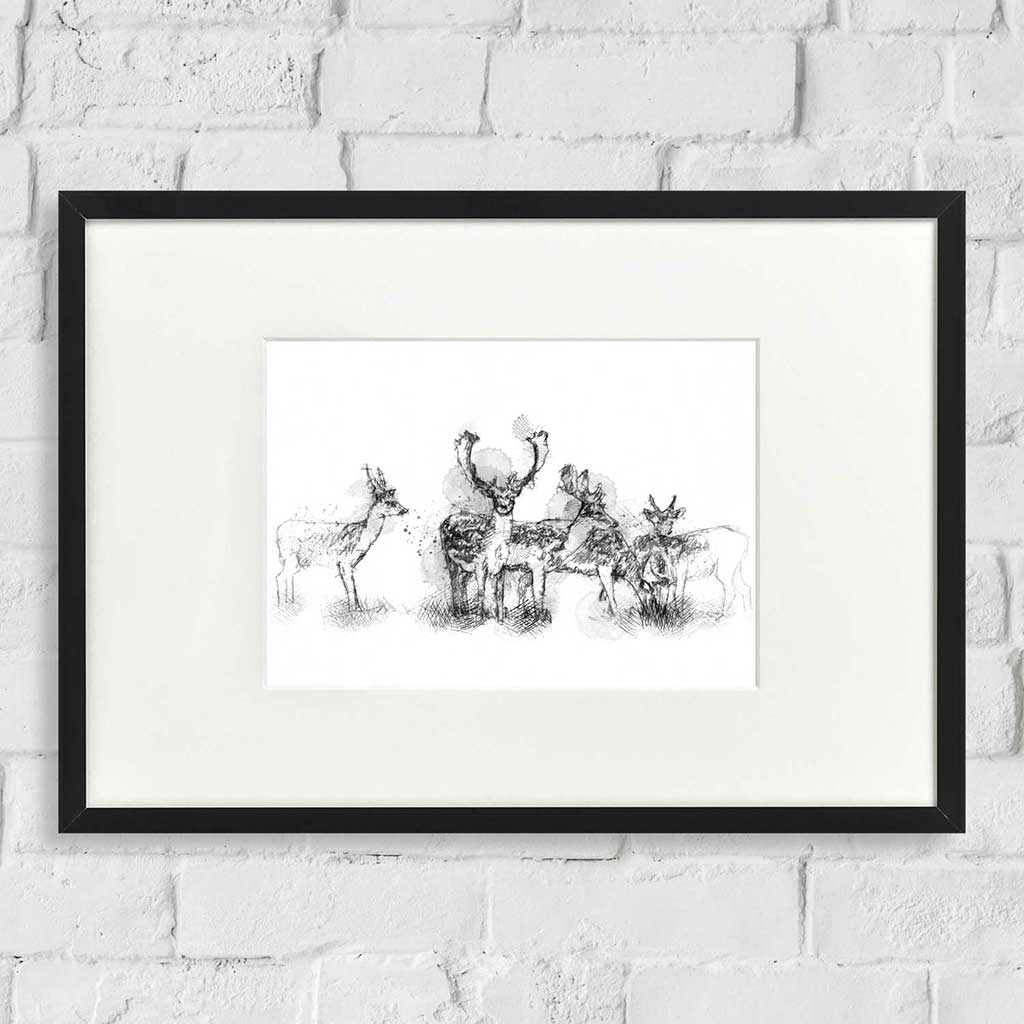 Fallow deer herd