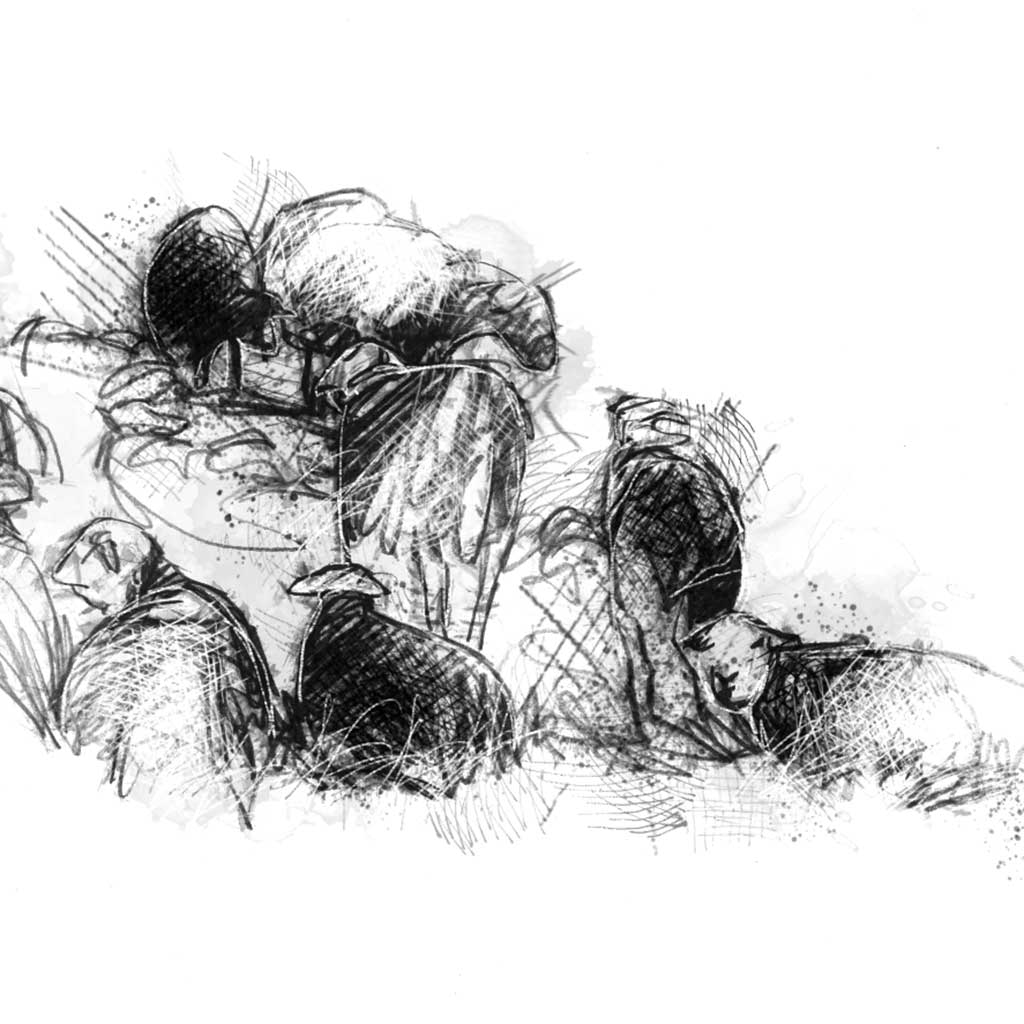 Herdwick sheep resting - BW Sketch
