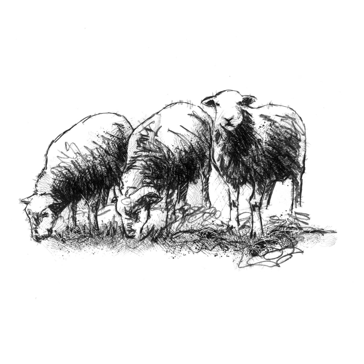 A black and white sketch of three Herdwick sheep grazing and standing on a patch of ground, rendered in expressive ink lines on a plain white background.