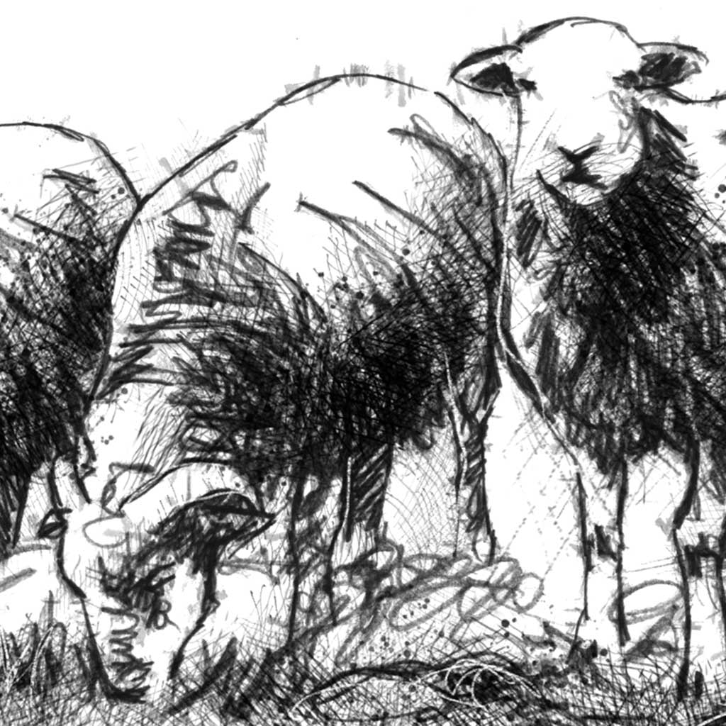 Herdwick Sheep - BW Sketch
