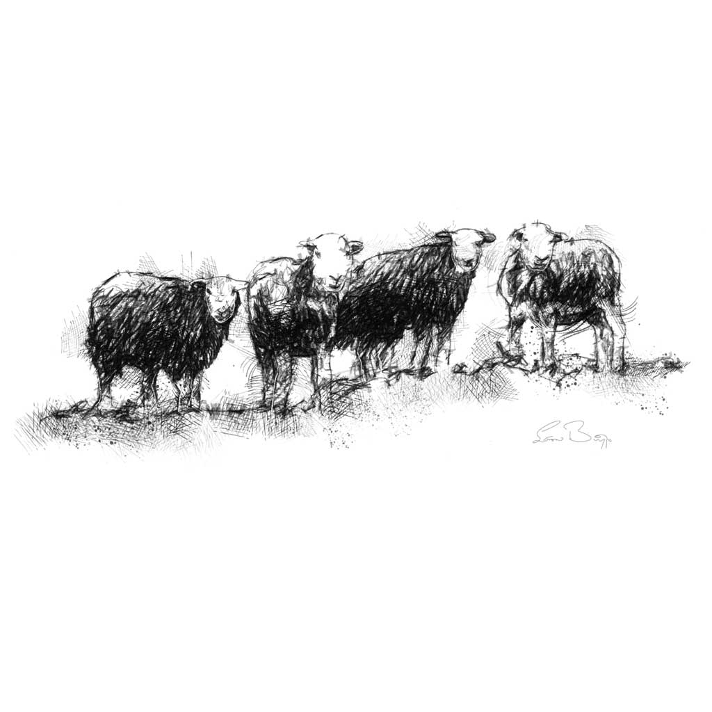 Herdwick sheep line wide format