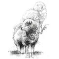Herdwick sheep