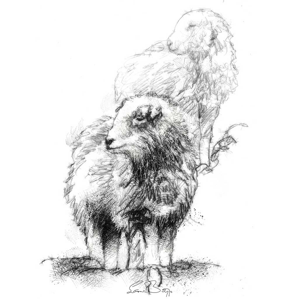 Herdwick sheep