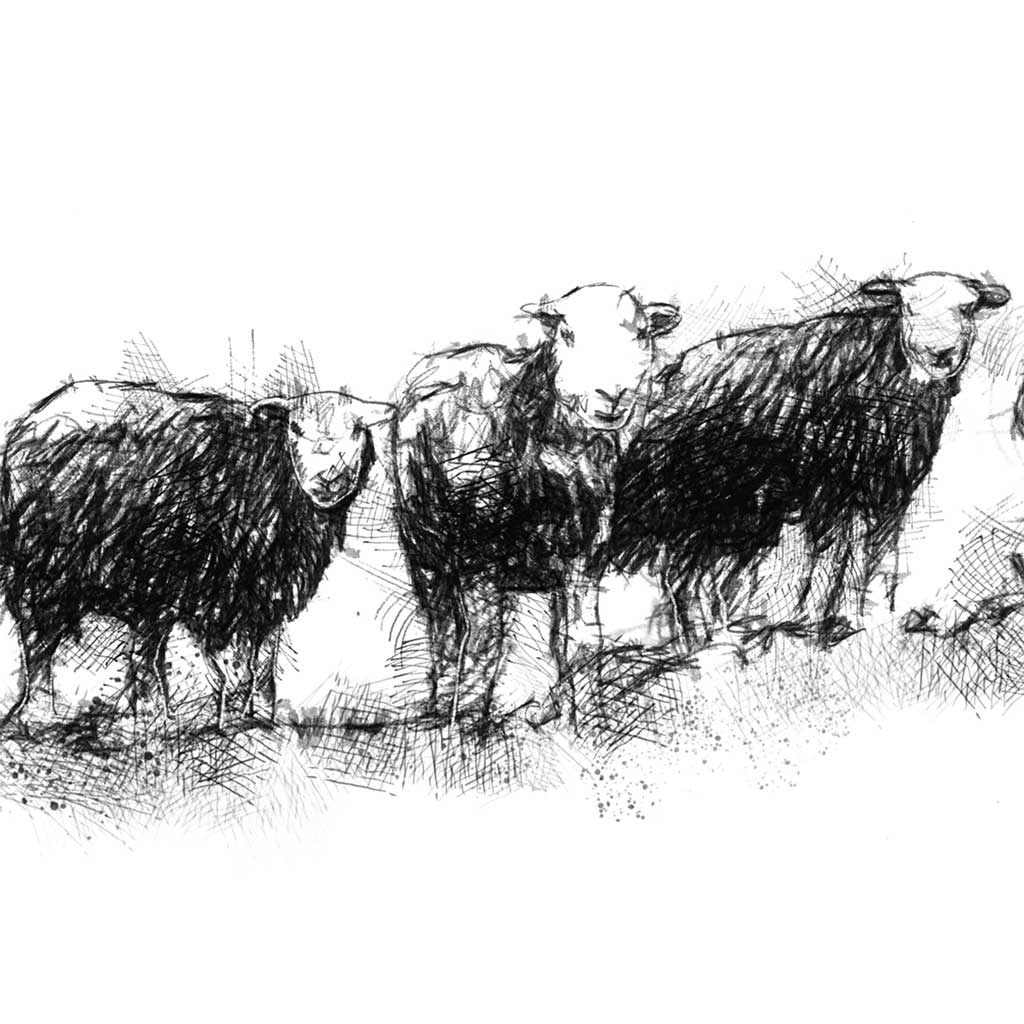 Herdwick sheep line wide format