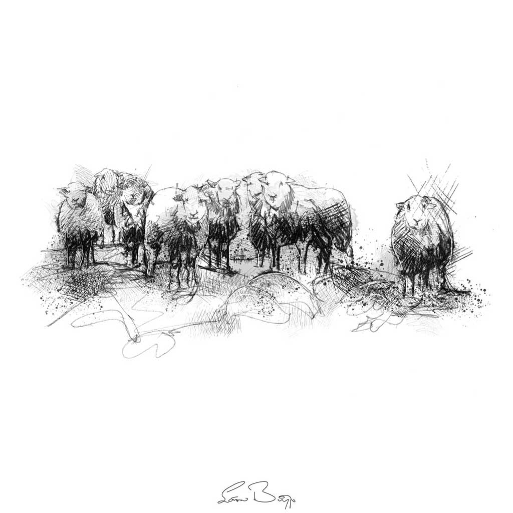 Herdwick sheep