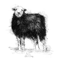 Herdwick sheep