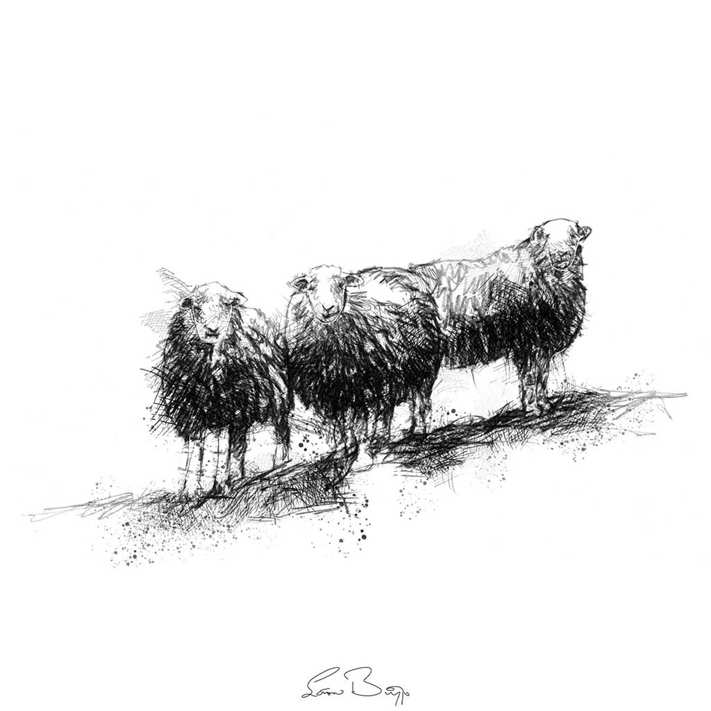 Herdwick sheep