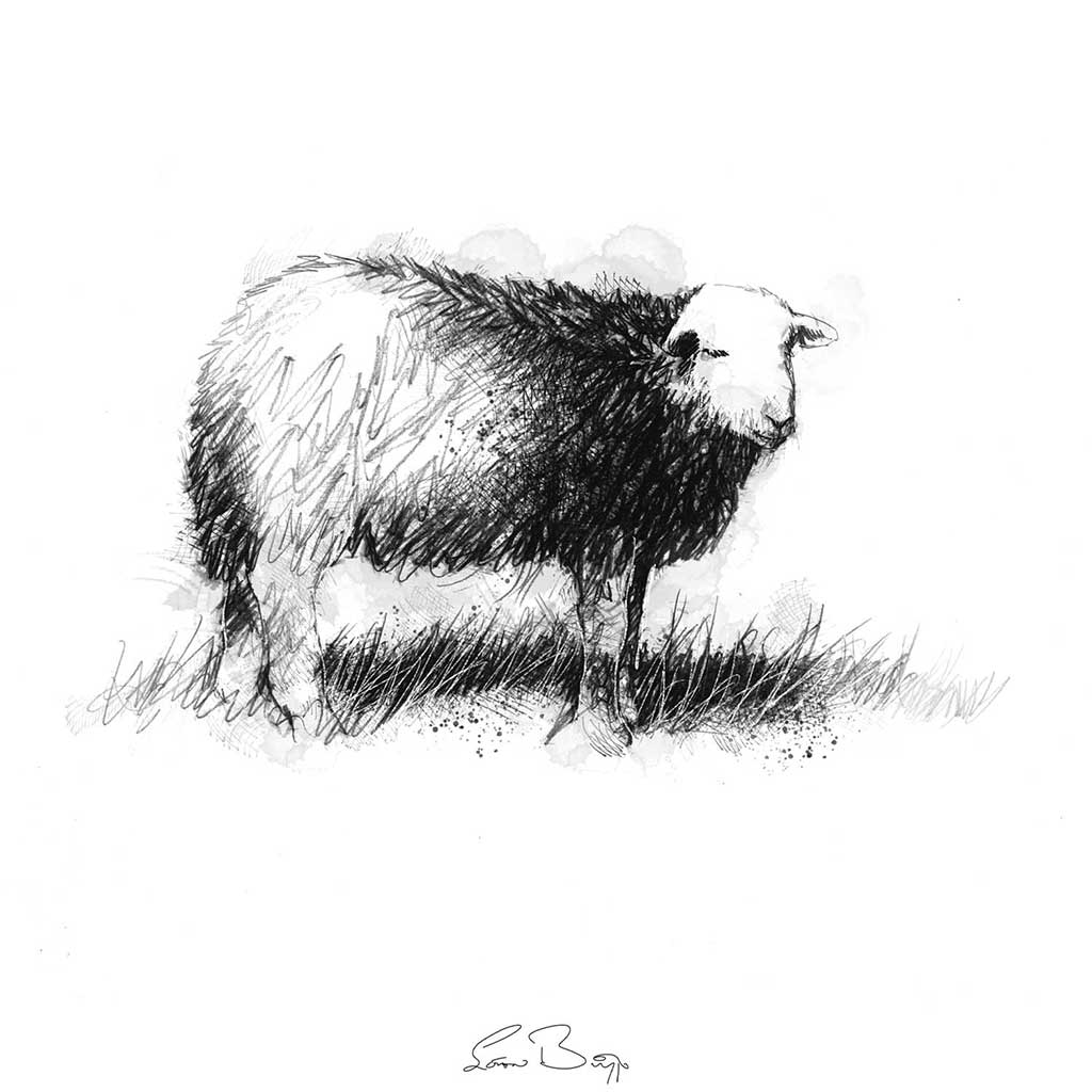 Herdwick sheep