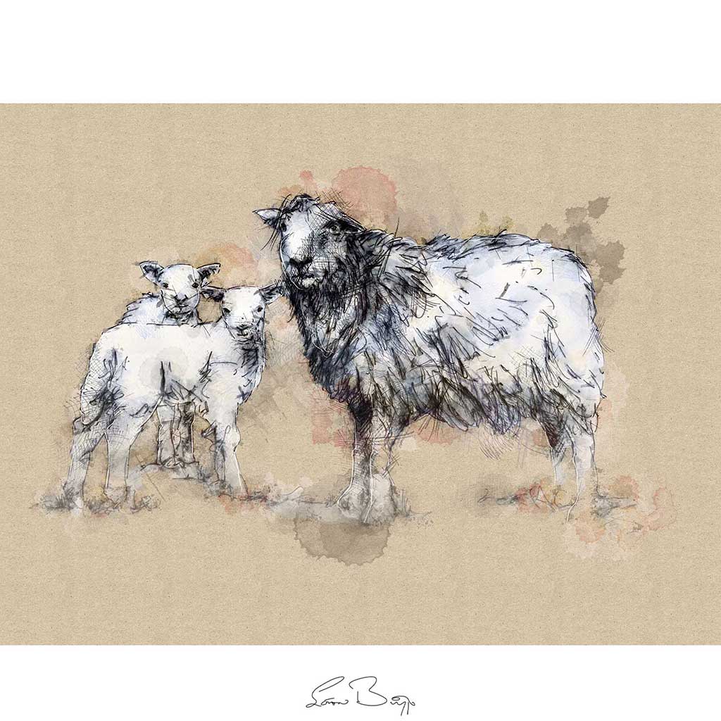 Herdwick sheep and lambs