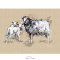 Herdwick sheep and lambs