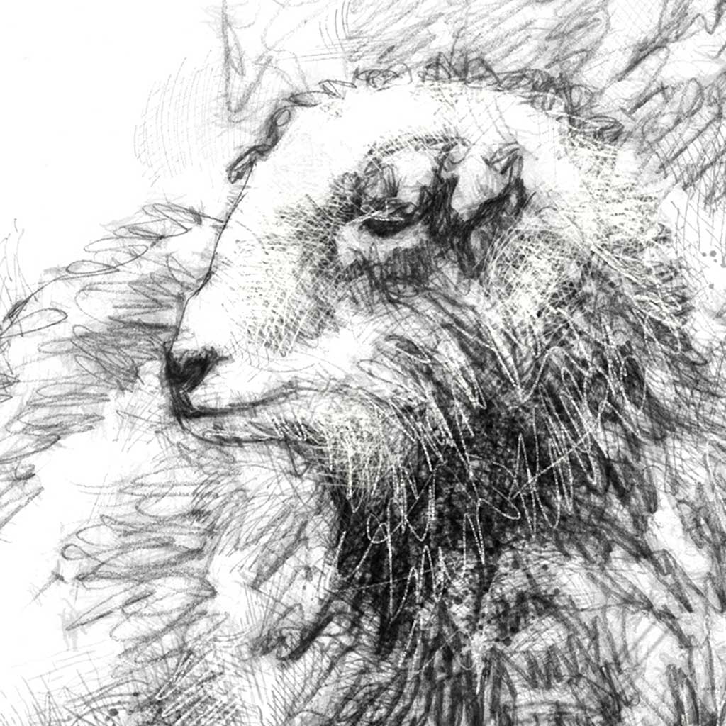 Herdwick sheep