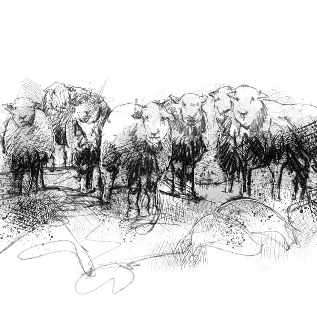 Herdwick sheep
