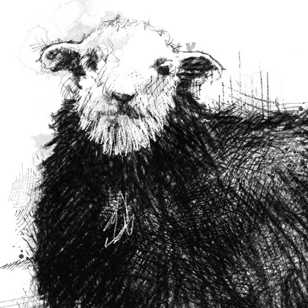 Herdwick sheep