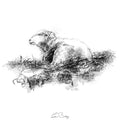 Herdwick resting