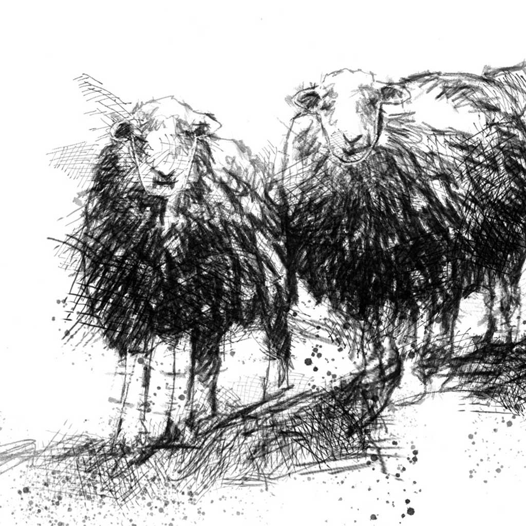 Herdwick sheep