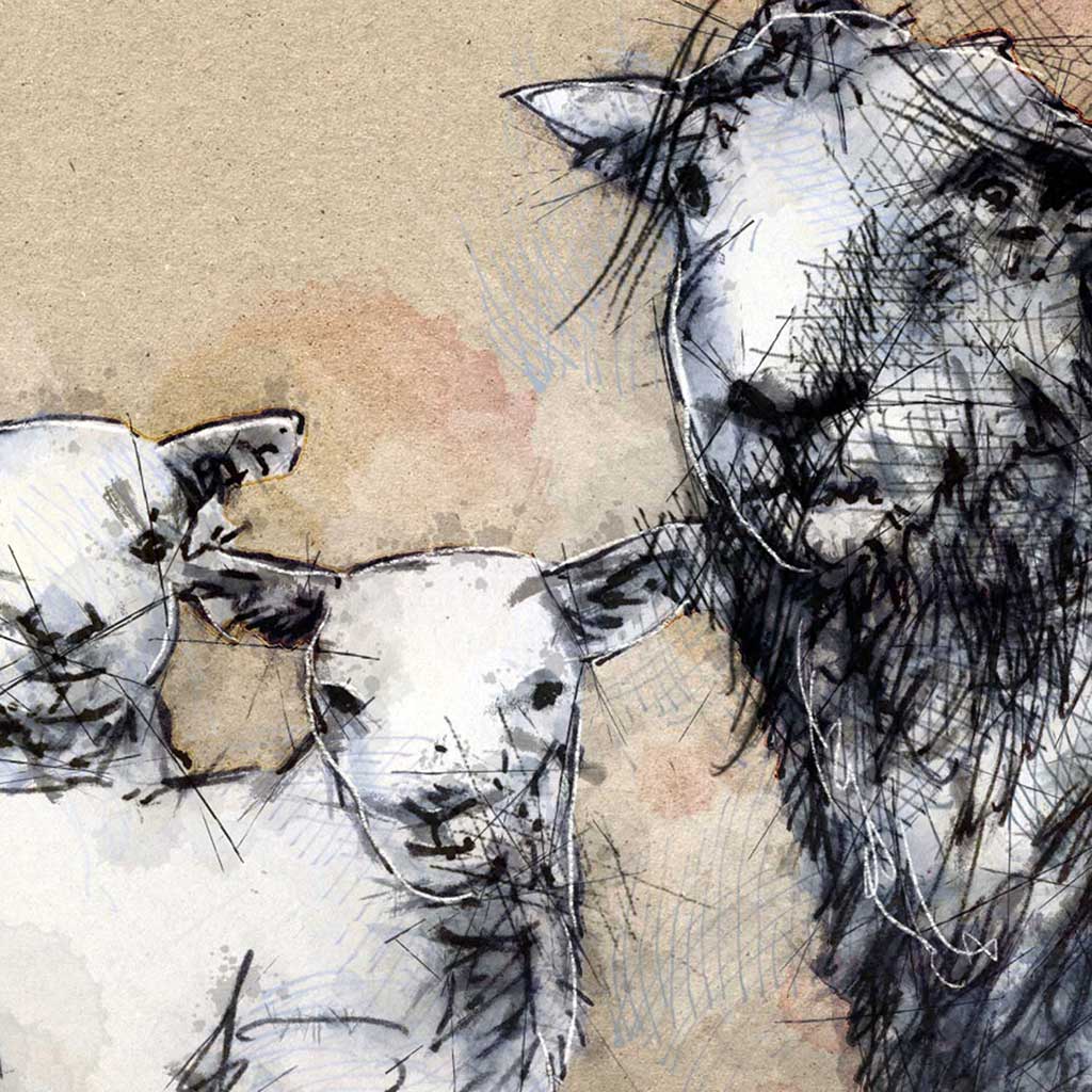 Herdwick sheep and lambs