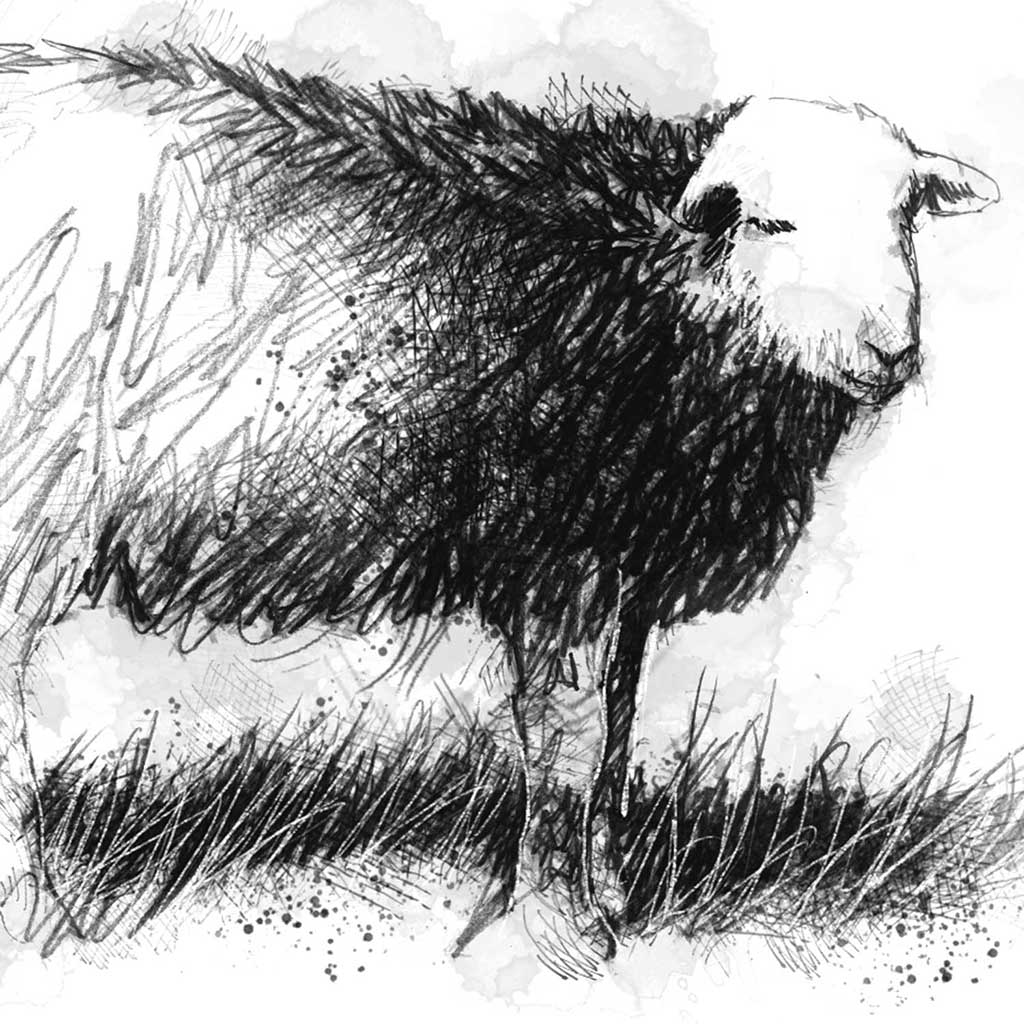 Herdwick sheep