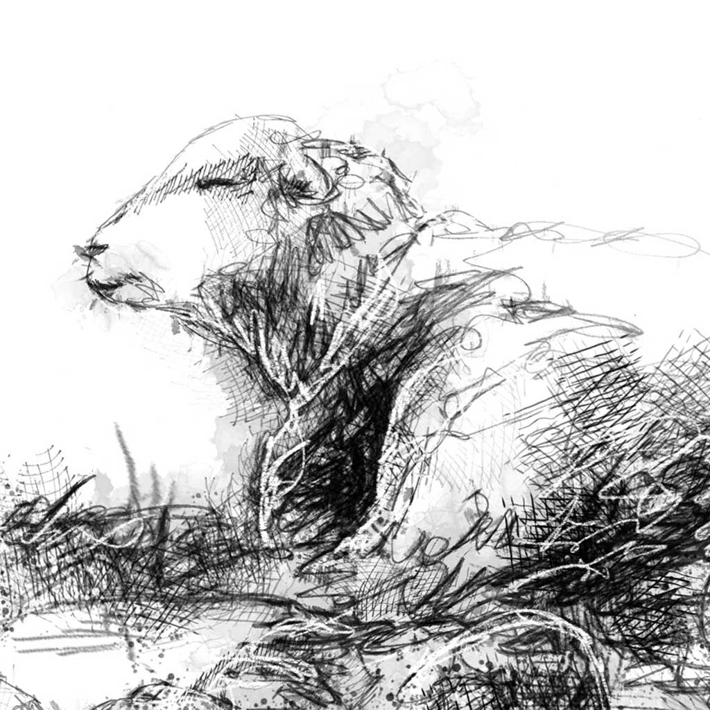 Herdwick resting