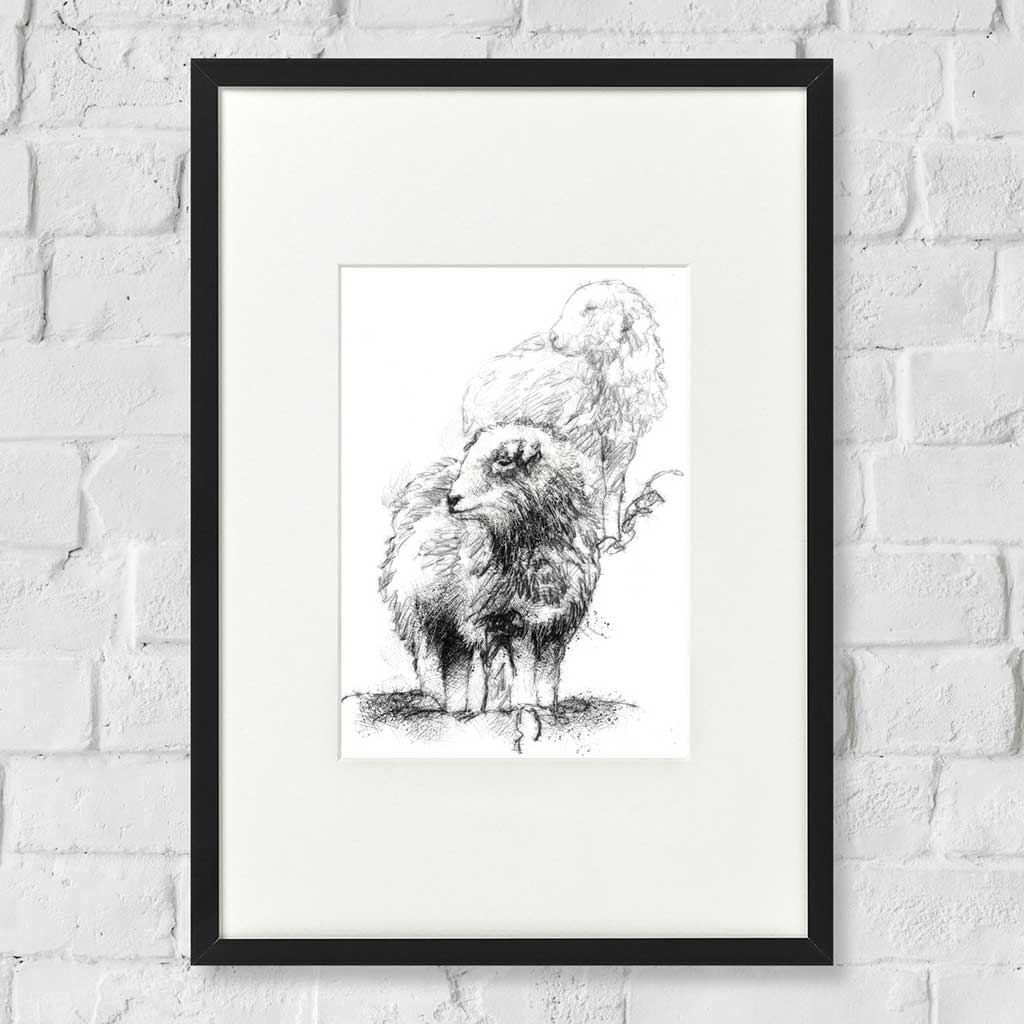 Herdwick sheep