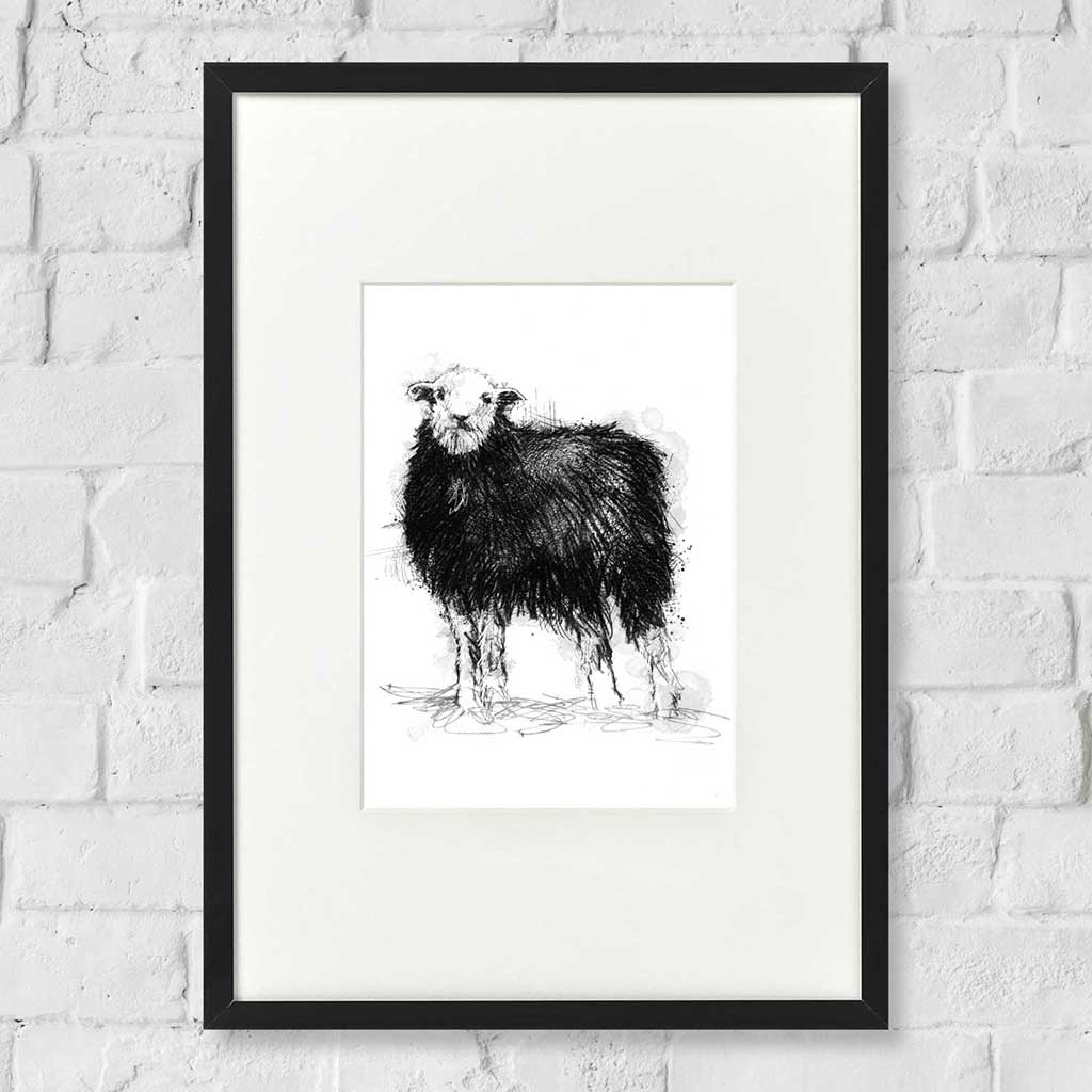 Herdwick sheep