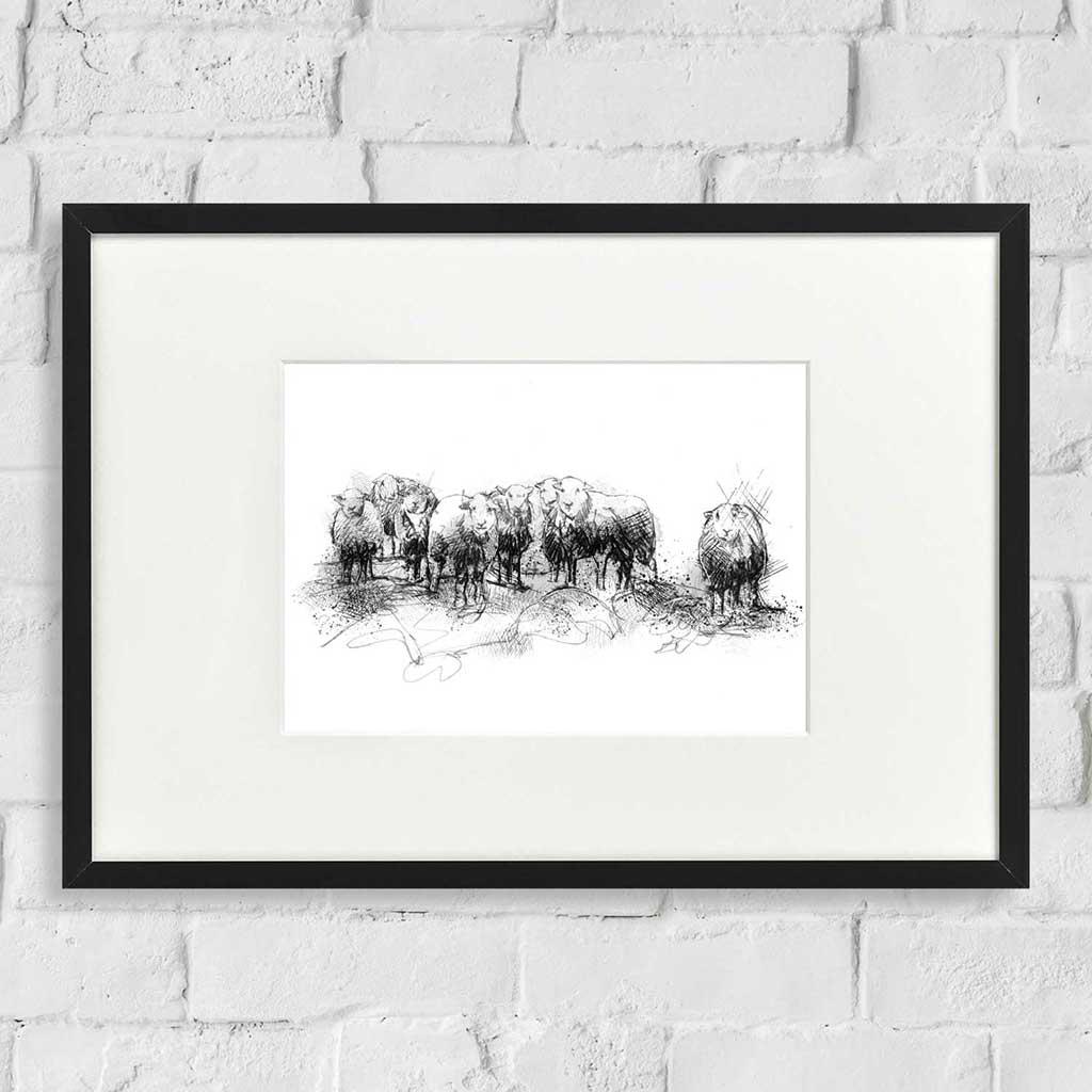 Herdwick sheep