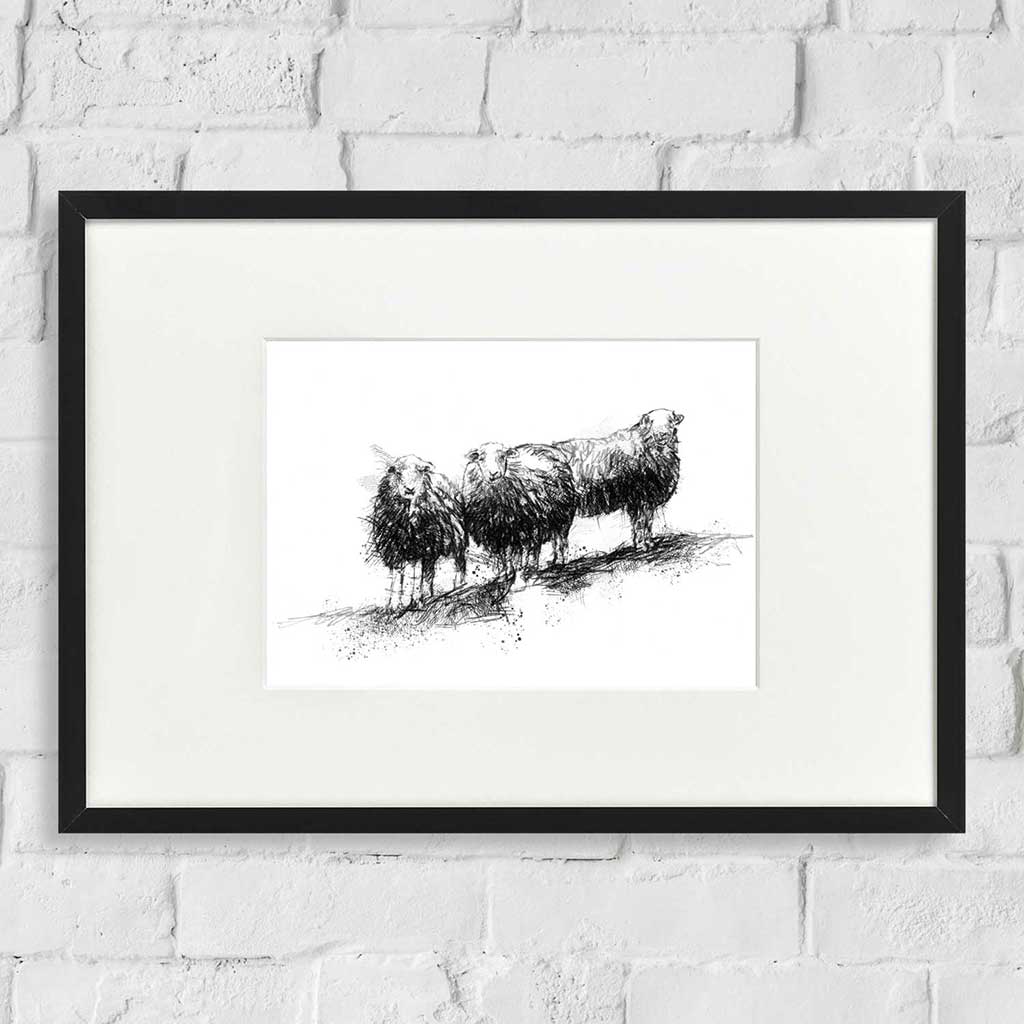 Herdwick sheep