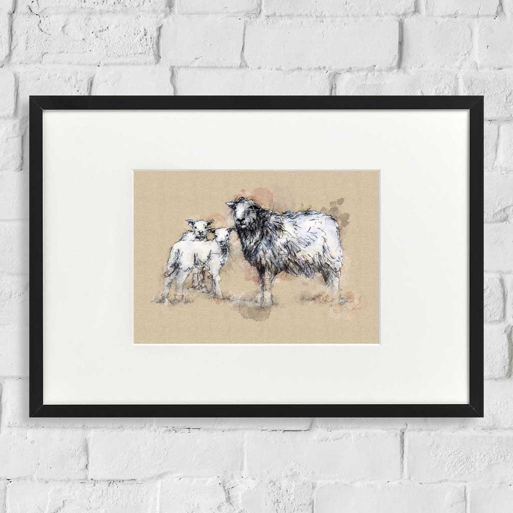 Herdwick sheep and lambs