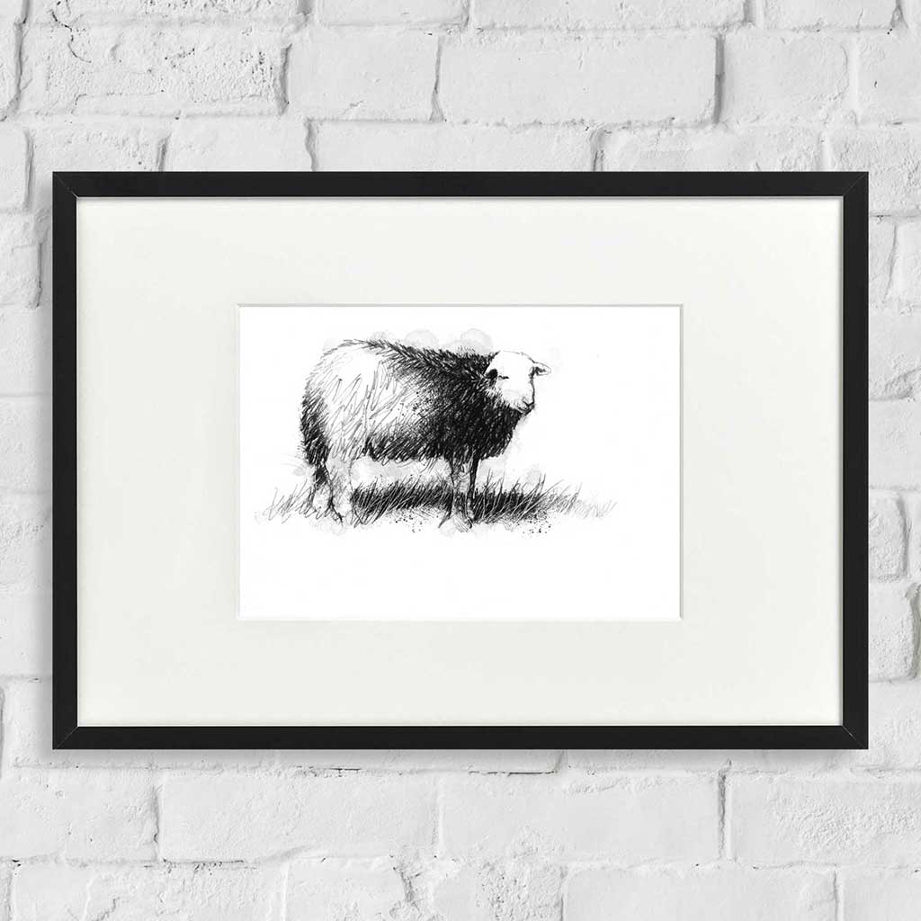 Herdwick sheep