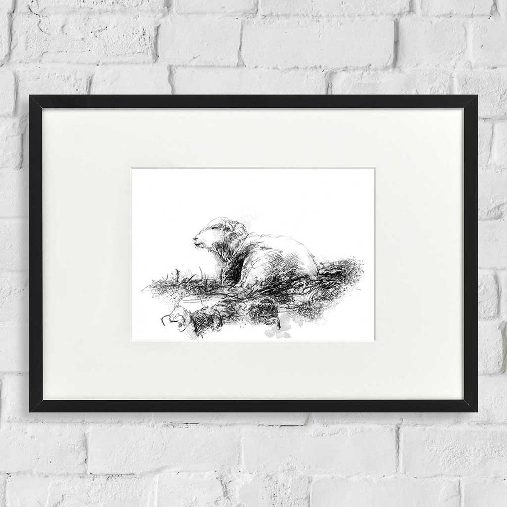 Herdwick resting